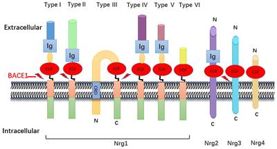 BACE1-Dependent Neuregulin-1 Signaling: An Implication for Schizophrenia